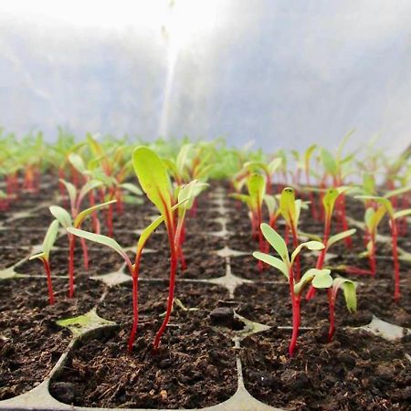 Quinta Dos Sabores Farm Houses 리베라그란데 외부 사진